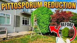BILLIONAIRE $$ wants HUGE shrubs REDUCED & hedges trimmed (So satisfying)🍃🌳💰