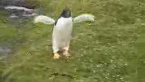 Flying Penguin