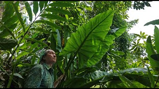 FIELD TRIP WITH PATRICK BLANC IN TANZANIA - USAMBARA, AMBONI CAVES & PEMBA