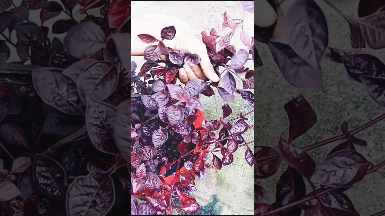 How to Propagate Red Leaf Hedge Plant /Lalsa Plant 