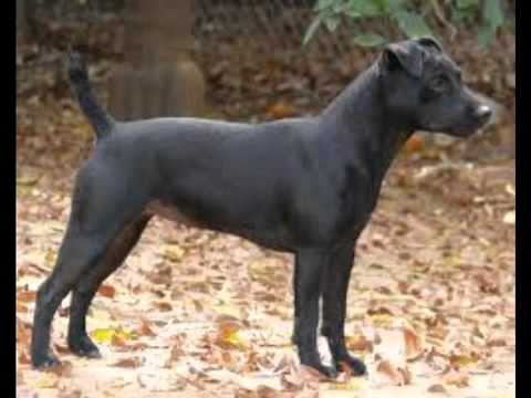 Top 5 ratting dogs - YouTube