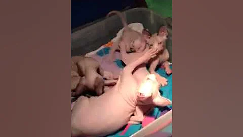 Video 1370971: hairless sphynx kitten plays, sphynx baby kitten