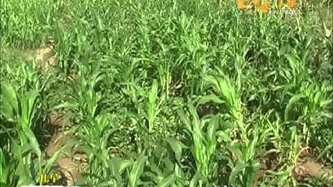 Eritrean Irrigation farmers in Hamelmalo sub zone express satisfaction with extending of manual wate