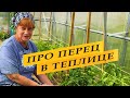 Перец. Ответы на вопросы.