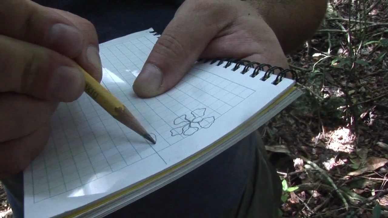 Botánica / Botany YouTube