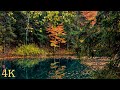 Peaceful Forest Landscapes 4K HDR | Cinematic Nature Relaxation