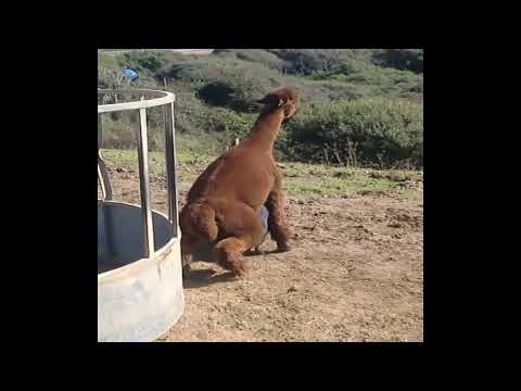 Llama mating Pig - Amazing animal mating with other animals