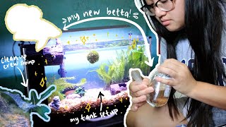 I GOT A BETTA FISH!   | Fluval Spec V tank set up, cycling, ghost shrimp, betta care, and more