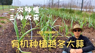 有机种植越冬大蒜一次种植三种收获来年收青蒜苗、蒜苔和大蒜头  Grow overwintering garlic organically
