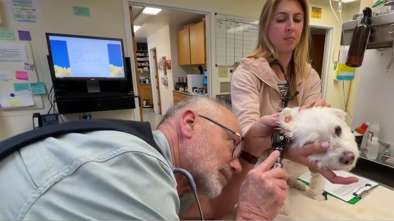 Wet winter leads to unusual spike in the number of ticks in pets YouTube