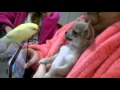 Funny Chihuahua playing with parrot/Смешной Чихуахуа играет с попугаем