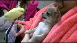 Funny Chihuahua playing with parrot/Смешной Чихуахуа играет с попугаем(, 2014-11-25T04:37:28.000Z)