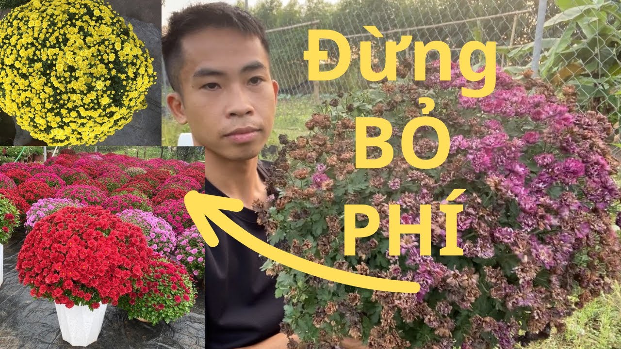 Cách trồng hoa cúc tết trong chậu, kỹ Thuật Chăm sóc cúc đã tàn -nở hoa trở lại đơn giản tại nhà