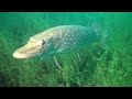 Minnesota Fish Underwater