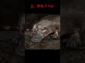 【閲覧注意】見た目は可愛いけど…超危険な生き物3選 #shorts