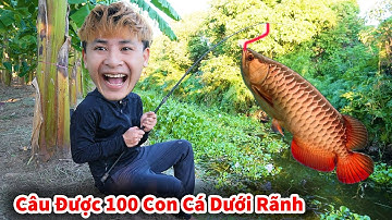 Cáo Ca - Câu Được Hơn 100 Con Rô Ron Dưới Rãnh || Câu Cá Rô Ron