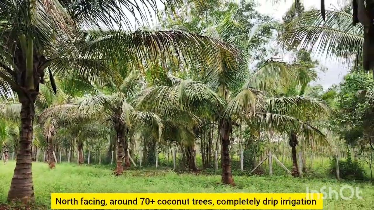 1.4 Acres (8 gunte karab) Coconut farmland for sale near Malavalli @ ₹70 Lakhs,call  on 8152943766