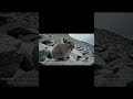 Daily Animal – Episode 154: American Pika – The Mountain “Cheep” That Outsmarts Winter