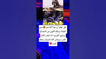 هل تعلم أن هذا اللاحم حير العلماء وفكه أقوي من التمساح ومزق الفرييه انه ثعلب الماء اكتب سبحان الله 