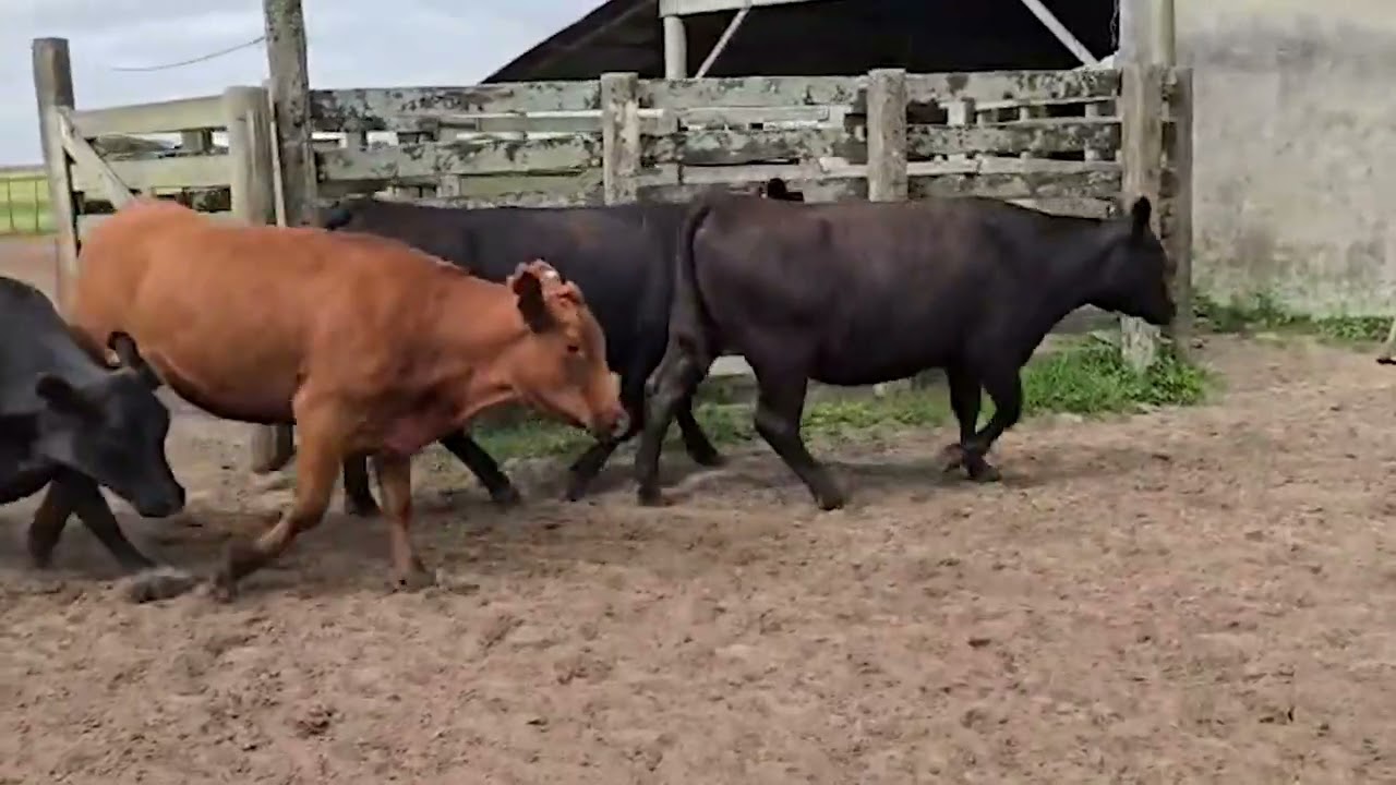 LOTE 08 - 14 NOVILHAS ANGUS