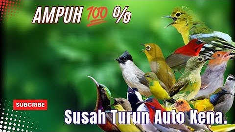 Ampuh‼️ Burung Kecil Susah Turun Langsung Nyamber II Suara Pikat Burcil Terbaru 2025.