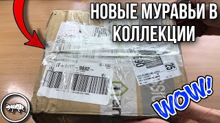 РАСПАКОВКА ПОСЫЛКИ СО ЖНЕЦАМИ // НОВЫЕ МУРАВЬИ В КОЛЛЕКЦИИ // AntKeeper