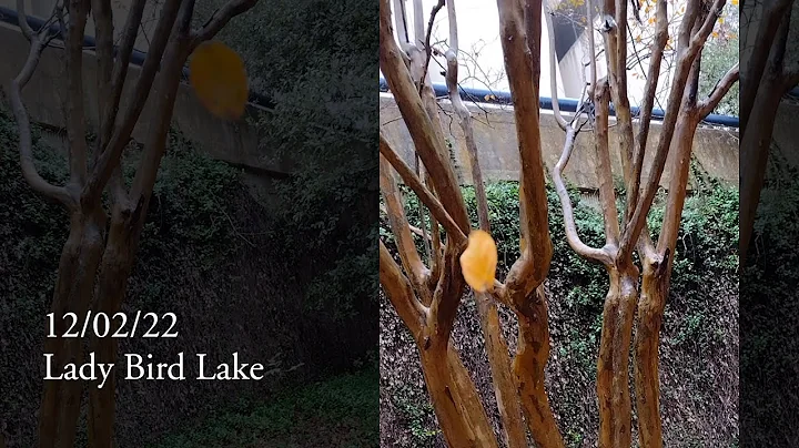 A Spinning Leaf at Lady Bird Lake