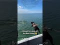 Dogs Meeting Other Animals Gone Wrong! 🐶🐬🦅 #funny #animals #cute #dog #dogs #funnyvideo #viral #fyp