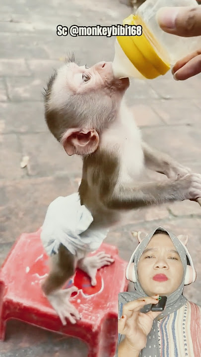 Funny Baby Monkey Drinking Milk Using a Pacifier #shorts