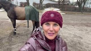 Mit dem Hengst im Sozialtraining 🤭🐴