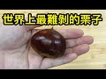 如何剝栗子｜How to peel chestnuts