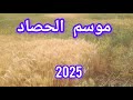 موسم الحصاد 2025 معلومات حول القمح الطري