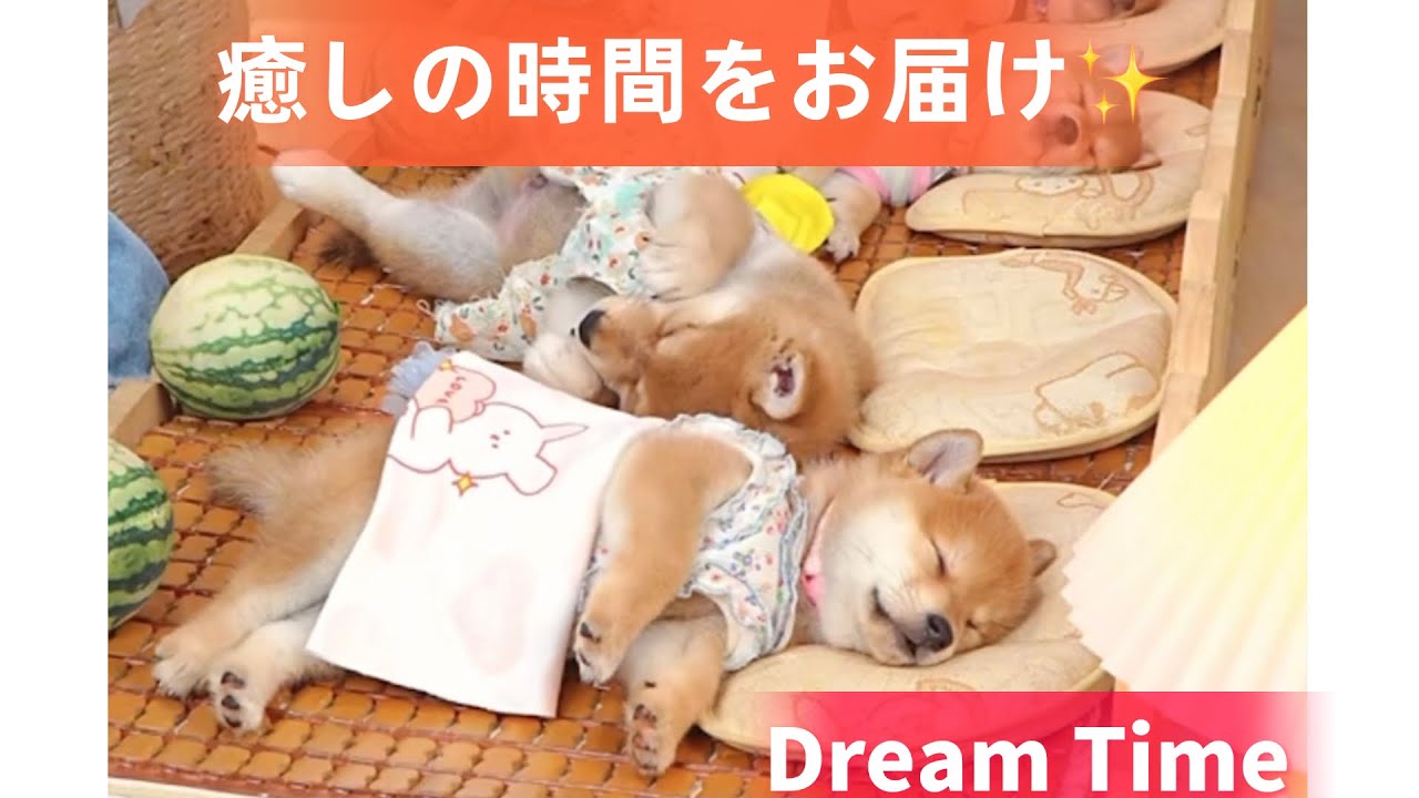 1分ちょっとで楽しめる🐶💖子犬の可愛い3シーン：寝顔・ベッドからジャンプ・友情💕