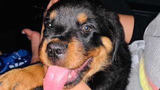 Rottweiler Puppy Training Guard Dog Conditioning Basics