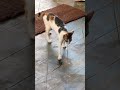 cat plays with lizard