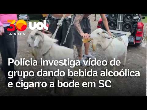 SC: Vídeo mostra bode ingerindo bebida alcoólica e cigarro; polícia investiga grupo