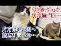 虹の橋を渡ったもん吉との思い出を振り返ると涙が止まらない…