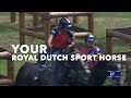 Kwpn royal dutch sport horse