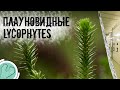 Плауновидные: Старейшие сосудистые растения современности