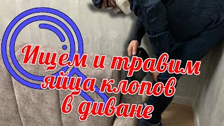 яйца клопов в диване  Как их найти и чем уничтожить