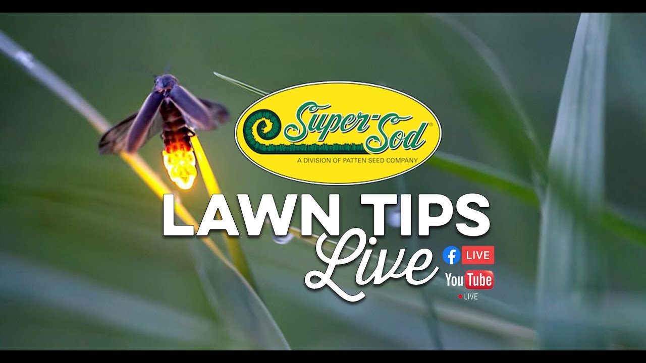 June Lawn Tips Live at SuperSod of Cary, North Carolina Lawn Care Advice for the Southeast