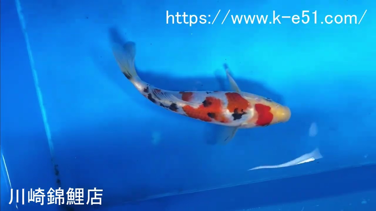 錦鯉販売 川崎錦鯉店の錦鯉 K0512 大正三色 - YouTube