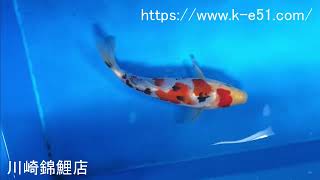 錦鯉販売 川崎錦鯉店の錦鯉 K0512 大正三色 - YouTube