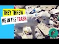 This puppy was thrown in the trash but his luck was about to change - Samu - Takis Shelter