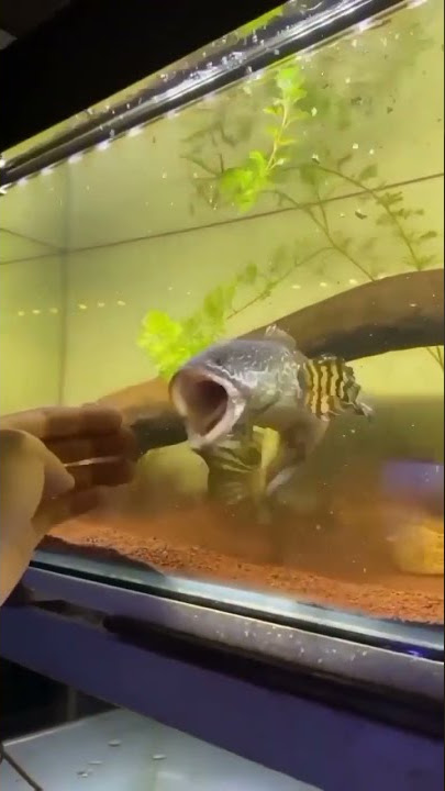 You better don't mess with the Queen #channa #aurantimaculata #shorts