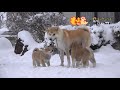 秋田犬子育てママの奮闘記！５頭の子犬に翻弄される母犬