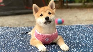 (ENG Sub) Shiba Inu Puppy’s First Camping Trip