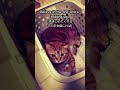Breathing 猫さりり 【ELLEGARDEN】 #Shorts #猫 #細美武士