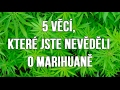 5 věcí, které jste nevěděli o marihuaně