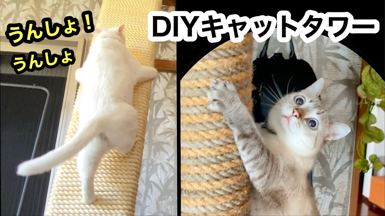 【DIY】キャットタワー作ったら…猫が「うんしょ！うんしょ！」人みたいな登り方した｜登り方にも個性あり｜6匹の違いご覧ください
